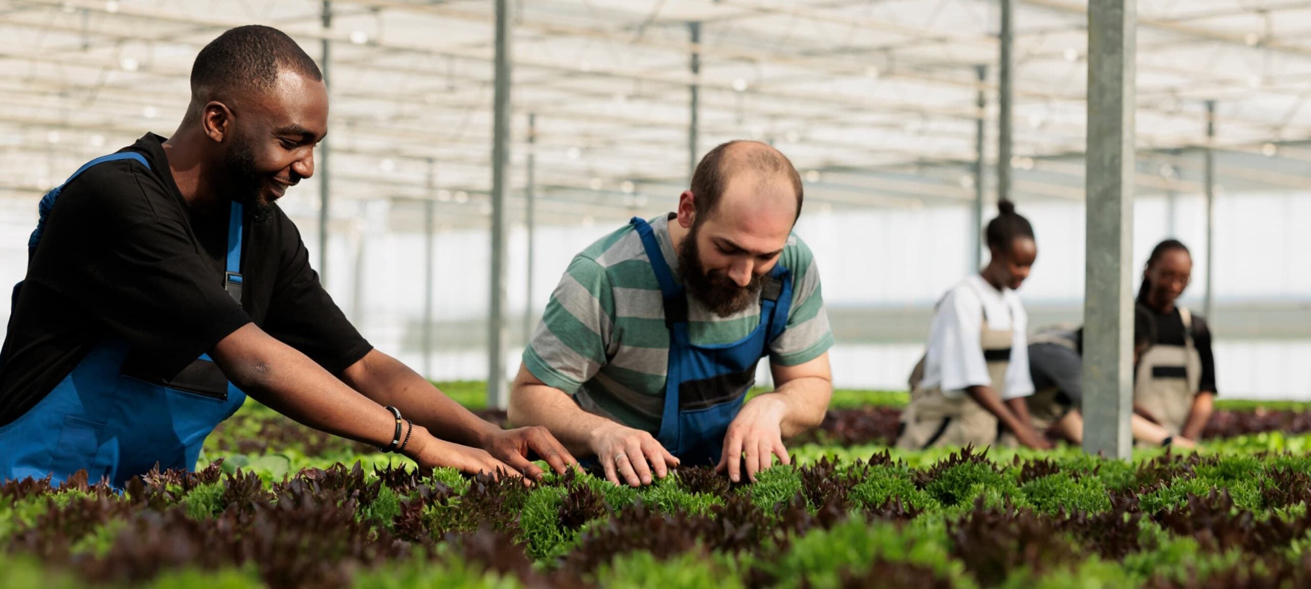 gardeners looking after plants
